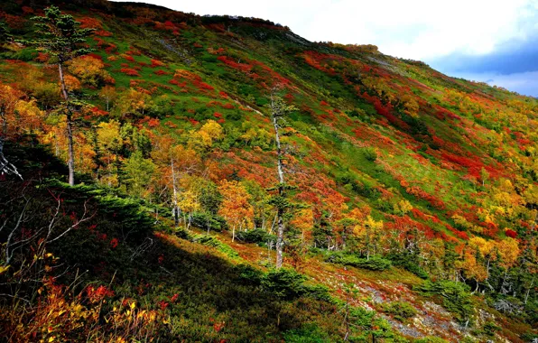 Картинка landscape, autumn, color, Hokkaido, Ginsendai