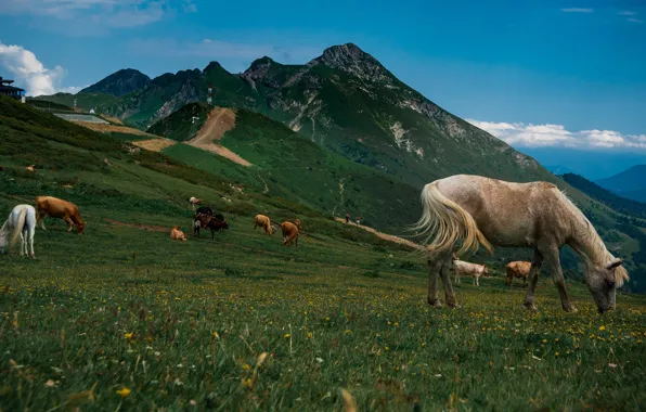 Поле, белый, небо, трава, горы, природа, синева, конь