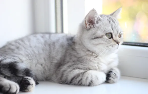 Кошка, котенок, окно, лежит, британский, табби