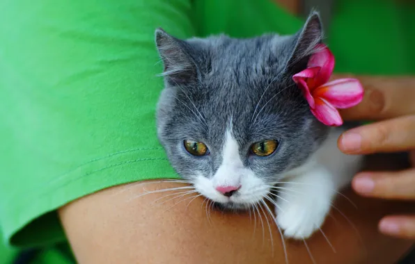 Котенок, серый, фон, футболка, котёнок, полосатый, хозяин, дымчатый
