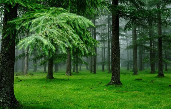 Картинка лес, трава, деревья, природа, туман, мох, ель, хвойный лес