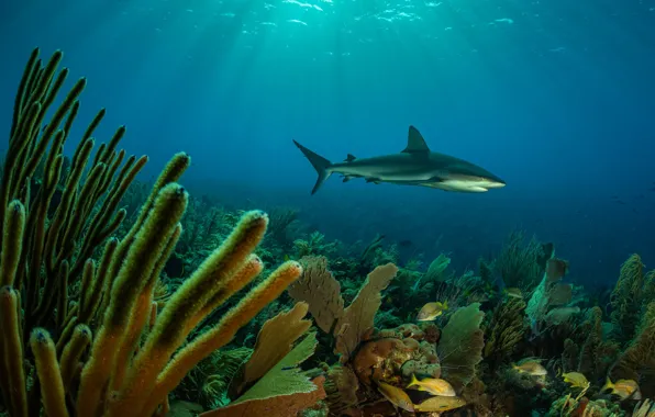 Море, акула, кораллы, подводгый мир