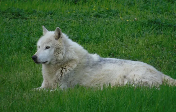 Nature, snow, predator, face, animal, wolf, wolves, wildlife