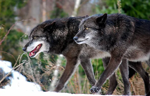 Картинка nature, predator, animal, wolf, wildlife, portrait, portrait., Canis lupus. face
