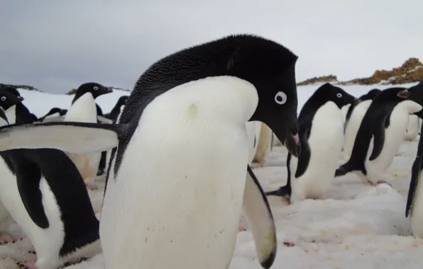 Картинка животные, пингвин, антарктика