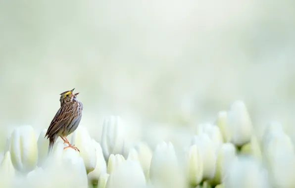 Картинка природа, птица, тюльпаны