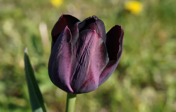 Dark, tulips, spring, blooming