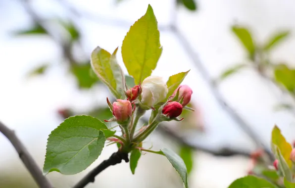 Spring, leaf, twig