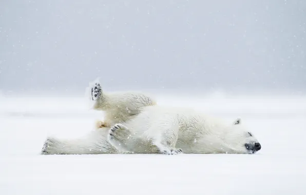 Снег, медведь, Норвегия, белый мишка