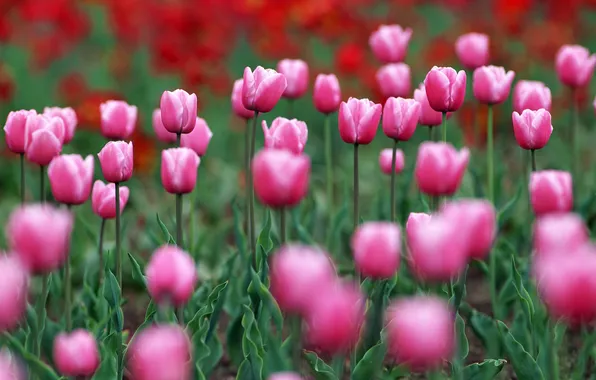 Картинка цветы, природа, весна, тюльпаны