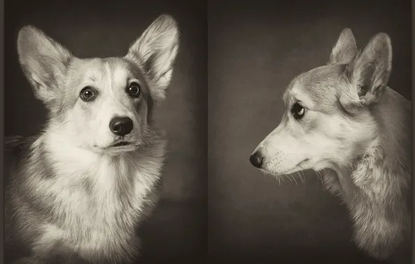 Dogs, corgi, pembrok3