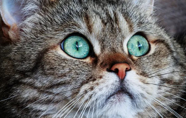 Кошка, кот, взгляд, морда, крупный план, серый, фон, портрет
