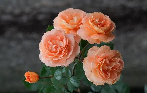 Фон, розы, оранжевые