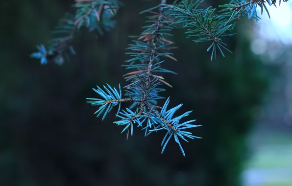 Blue, spruce, twig