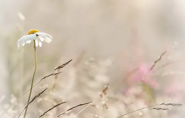 Цветы, природа, фон