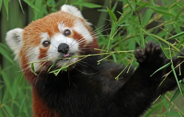 Картинка бамбук, красная панда, firefox, малая панда