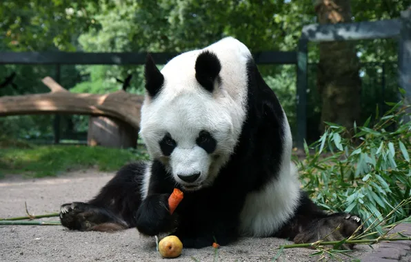 Картинка морковка, медведь, панда, груша, сидит, ест