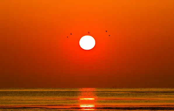 Море, солнце, закат, птицы