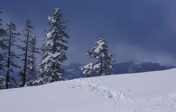 Зима, снег, деревья, Россия, Хабаровский край