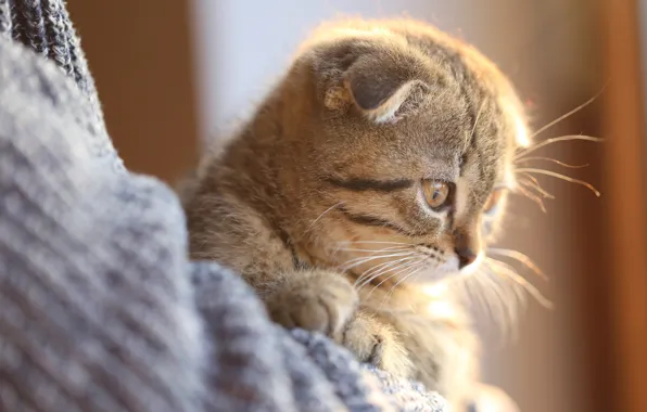 Кошка, котенок, серый, фон, вислоухий, котёнок, полосатый, британский