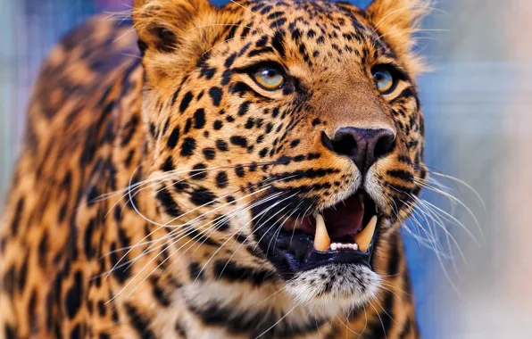 Картинка морда, леопард, стоит, leopard, смотрит вверх