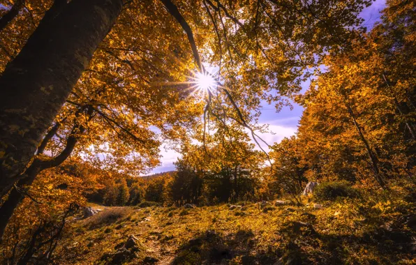 Картинка осень, лес, деревья, ветки, поляна