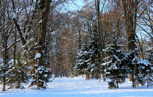 Зима, природа trees, зимний день, снег зимой, пейзаж зима, зимний солнечный день, парк зимой