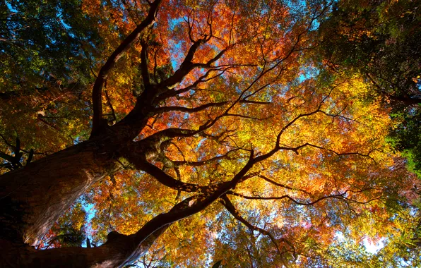 Осень, деревья, природа, листва, кроны