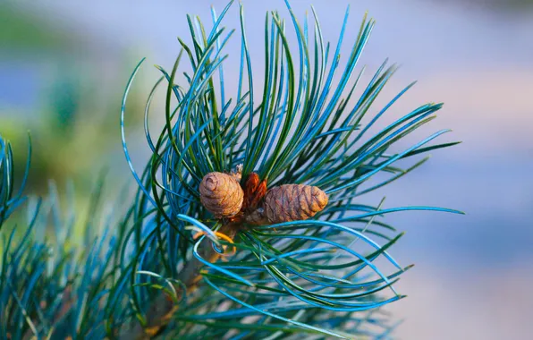 Pine, twig, cone