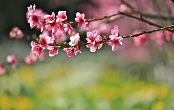Картинка цветы, ветки, фон, весна, размытость, сакура