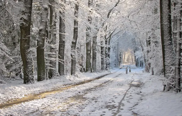 Картинка зима, дорога, снег, парк, проталины