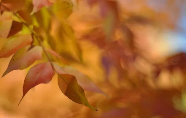 Картинка осень, листья, макро, желтые, размытость, оранжевые, клен