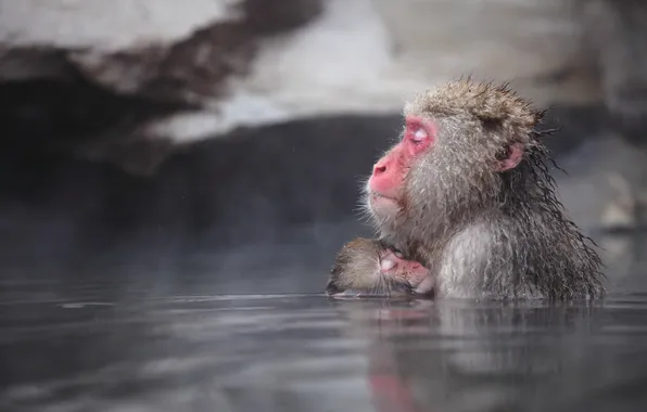 Картинка природа, фон, Japan, Nagano, Snow monkey
