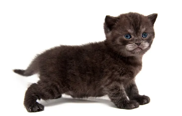 Кошка, взгляд, поза, котенок, черный, малыш, белый фон, мордашка