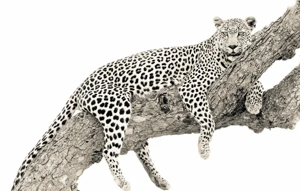 Картинка фон, дерево, леопард