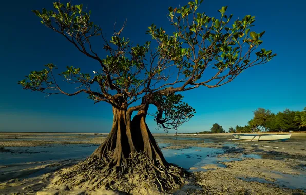 Дерево, лодка, отлив, Индонезия, Walakiri Beach