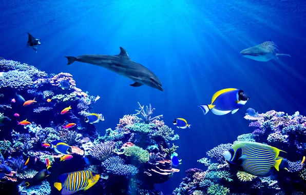 Картинка background, animal, australia, aquarium, banner, aquatic, angelfish