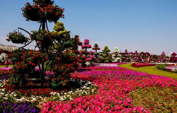 Цветы, дизайн, парк, газон, дорожки, сад, Dubai, разноцветные