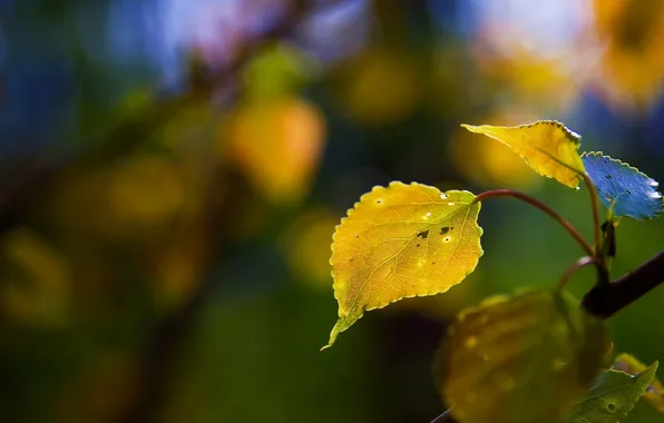 Картинка осень, фото, желтые, ветвь, цвета, дерево, листья, обои