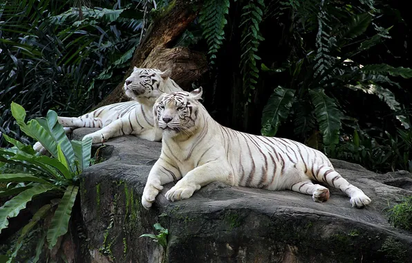 Картинка животные, пара, тигры