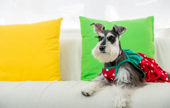 Картинка собака, подушки, наряд, сарафан, Цвергшнауцер, карликовый шнауцер