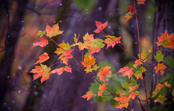 Осень, листья, снег, клён, деревце