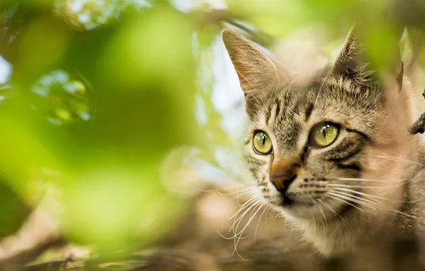 Кошка, кот, взгляд, природа, поза, серый, мордашка, зеленый фон