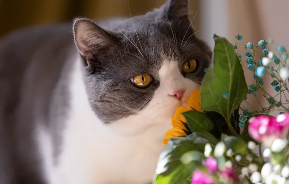 Кошка, кот, взгляд, цветы, поза, портрет, букет, мордашка