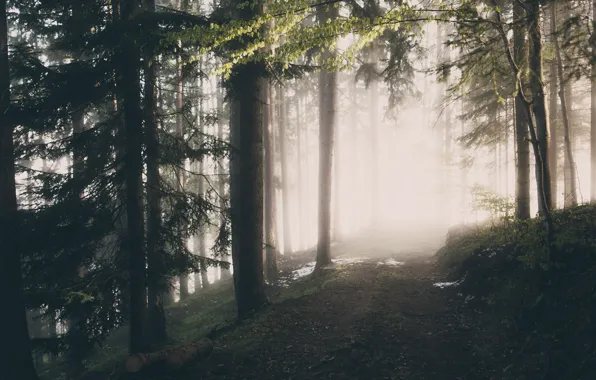 Лес, природа, туман