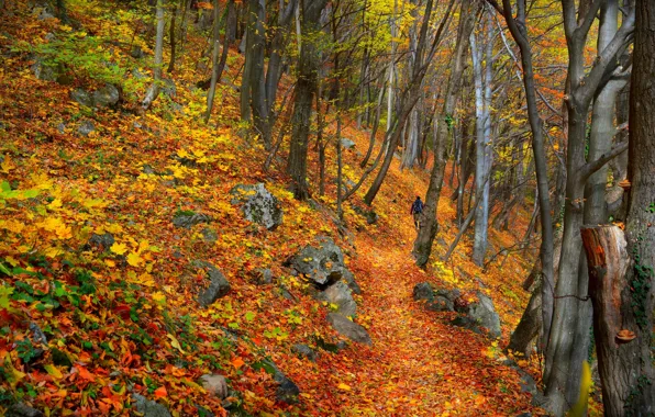 Осень, Деревья, Лес, Fall, Листва, Autumn, Colors, Forest