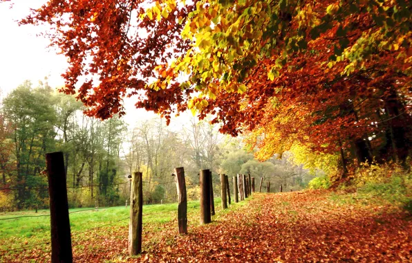 Поле, листья, деревья, colors, Осень, дорожка, листопад, trees