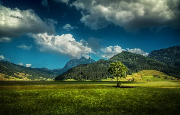 Картинка поле, лес, трава, облака, горы, дерево, HDR, Швейцария