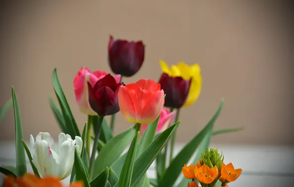 Картинка Весна, Тюльпаны, Spring, Боке, Tulips, Bokeh