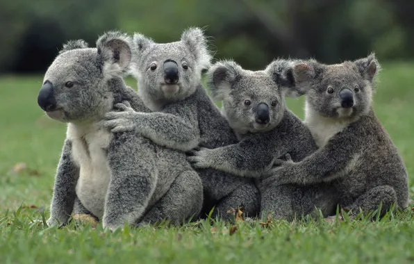 Картинка животные, трава, природа, animals, коала, сумчатые медведи